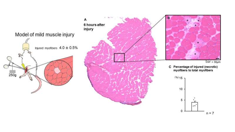 Glacer ou ne pas glacer ?  Le glaçage favorise la régénération musculaire après une blessure légère